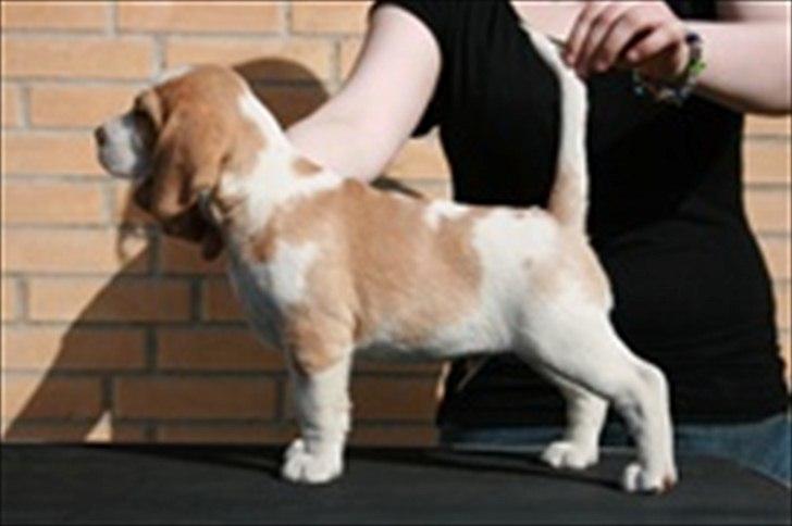 Beagle Victor billede 4