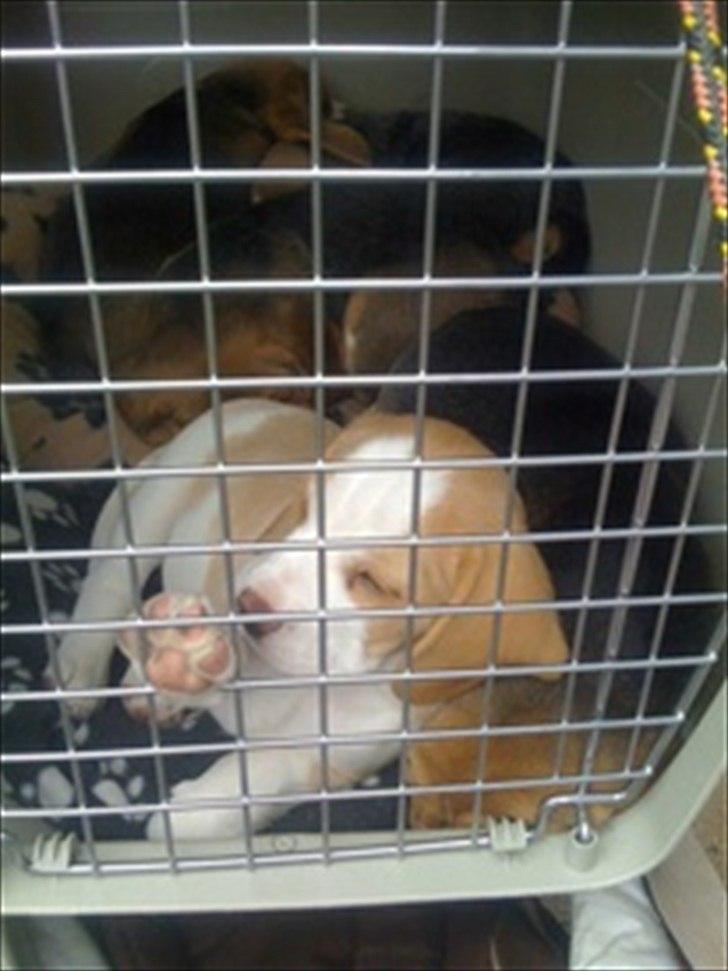 Beagle Victor billede 5