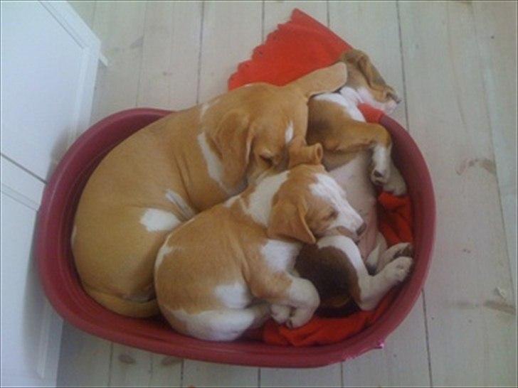 Beagle Victor billede 6