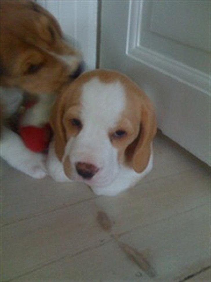 Beagle Victor billede 7