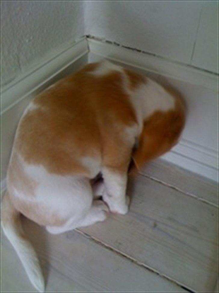 Beagle Victor billede 8