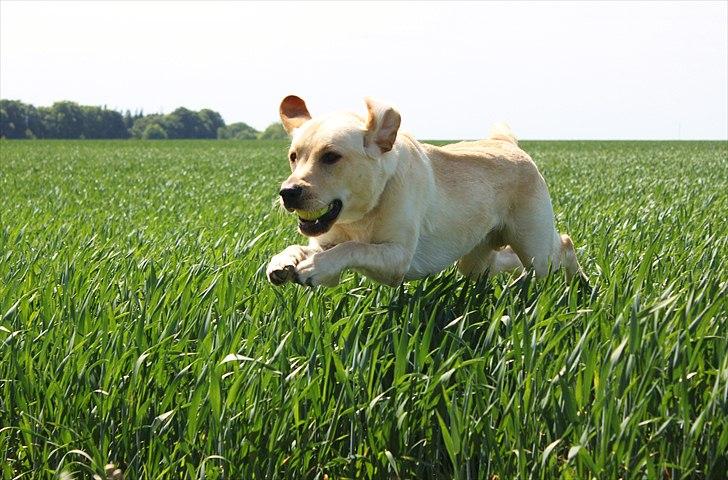 Labrador retriever Laban - Flyvende Laban i marken billede 1