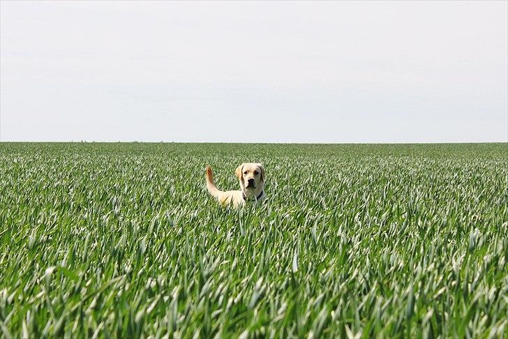 Labrador retriever Laban billede 2