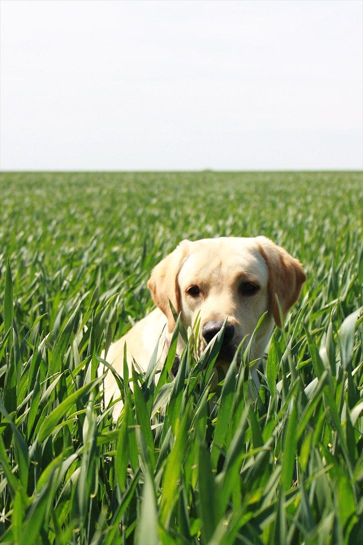 Labrador retriever Laban billede 3