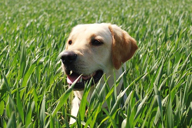 Labrador retriever Laban billede 4