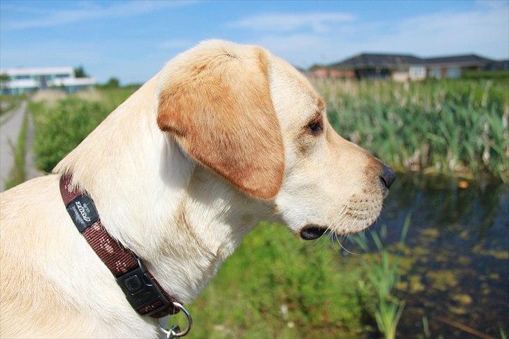 Labrador retriever Laban billede 5