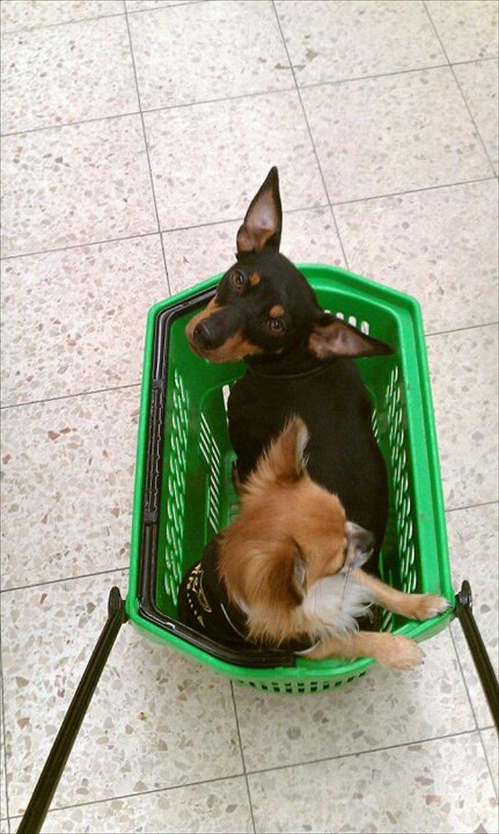 Chihuahua Bobo Baltahzar billede 13