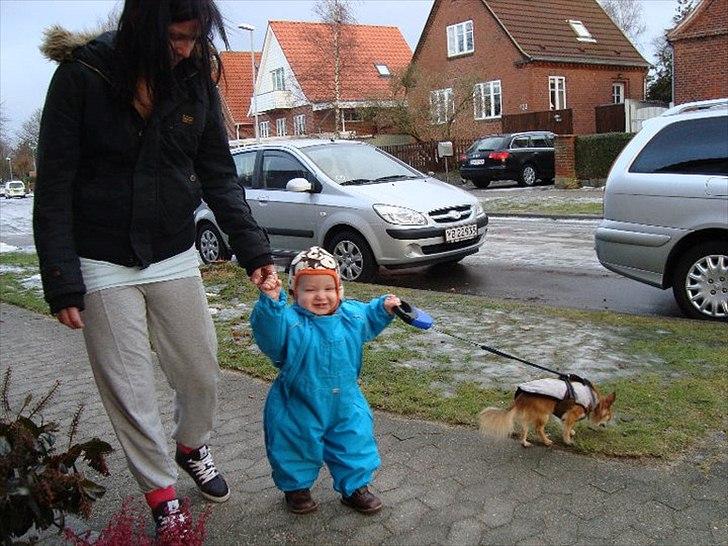 Chihuahua Bobo Baltahzar billede 14