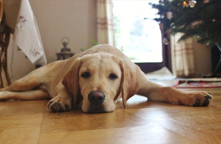 Labrador retriever Laban billede 6