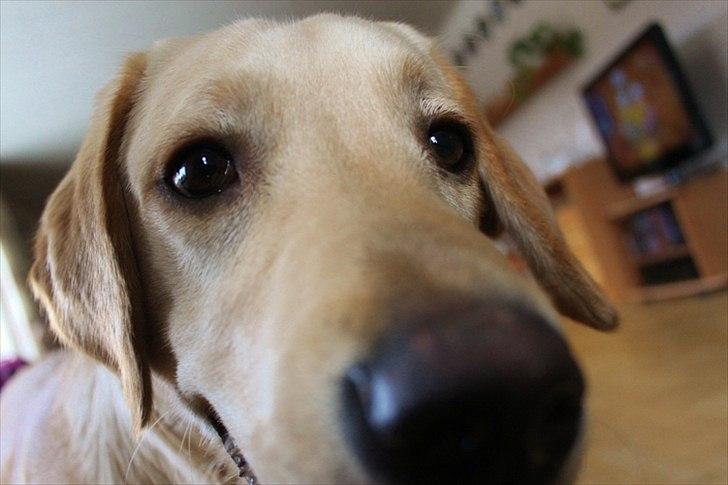 Labrador retriever Laban billede 7