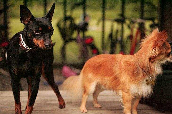 Chihuahua Bobo Baltahzar billede 15