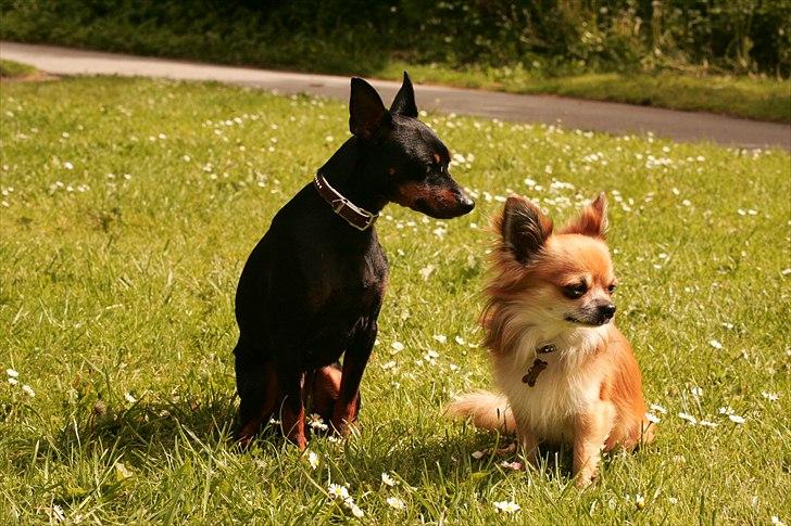 Chihuahua Bobo Baltahzar billede 16