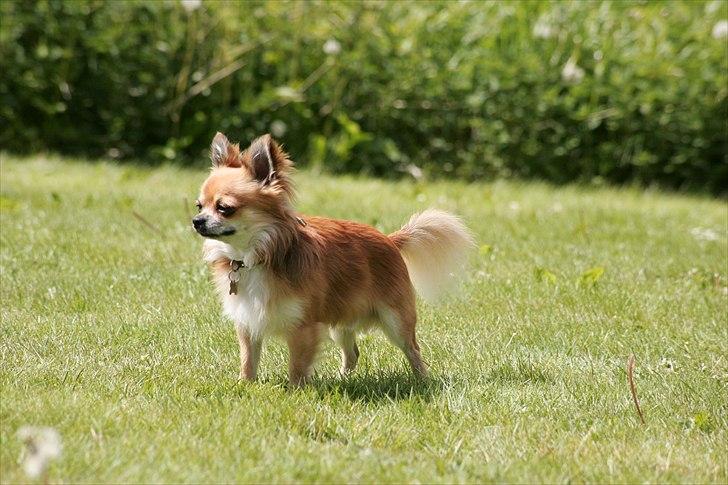 Chihuahua Bobo Baltahzar billede 1