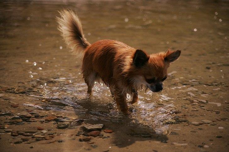 Chihuahua Bobo Baltahzar billede 17