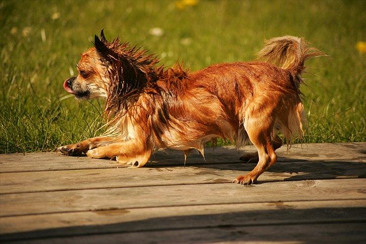 Chihuahua Bobo Baltahzar billede 18