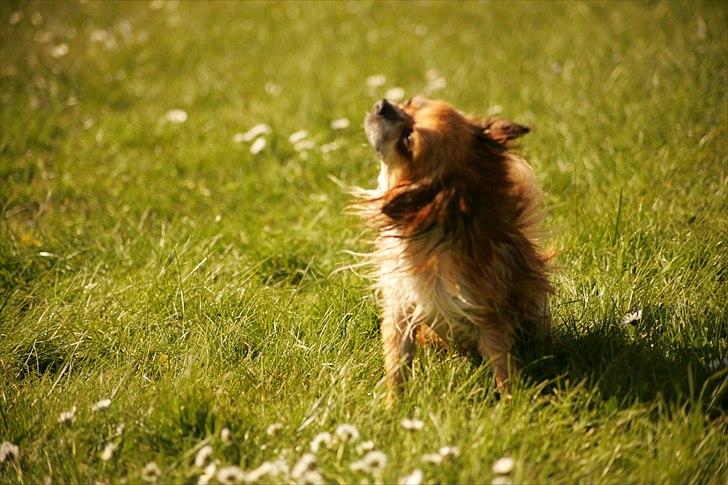 Chihuahua Bobo Baltahzar billede 19