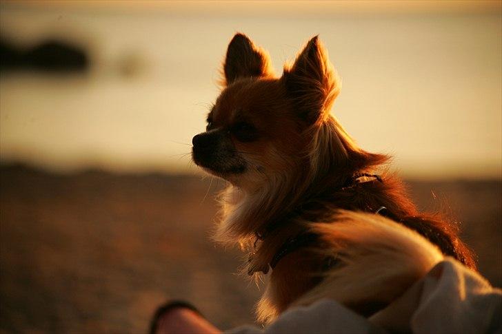 Chihuahua Bobo Baltahzar billede 20