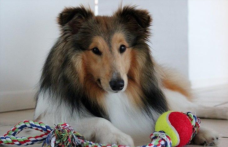 Shetland sheepdog Oscar aka. Vaps - "øhh jeg ligger bare lige her ikke?" billede 10