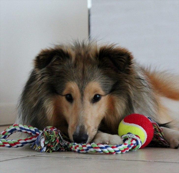 Shetland sheepdog Oscar aka. Vaps - Træt lille vuf..  billede 5