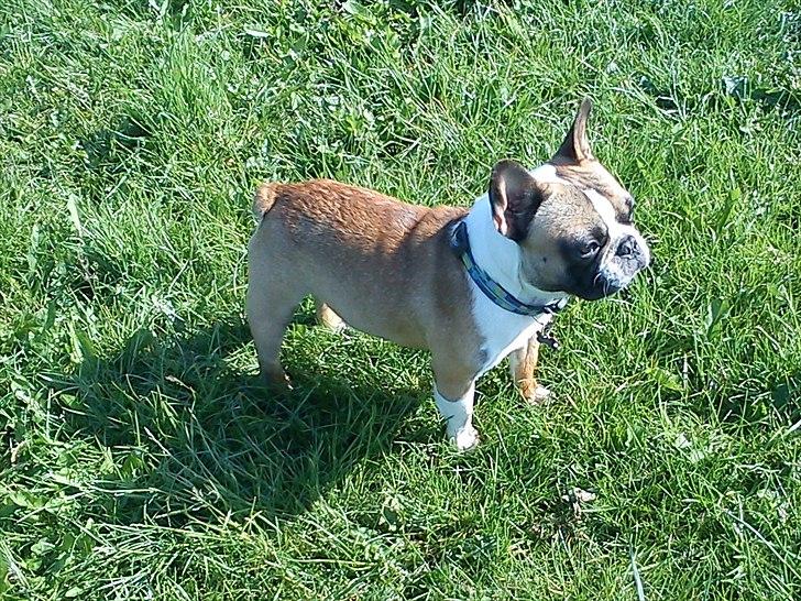 Fransk bulldog Van Disel billede 1