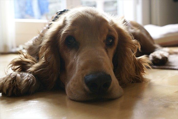 Cocker spaniel Pax billede 19