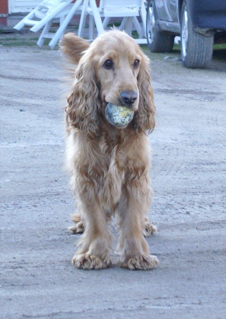 Cocker spaniel Pax - Er der virkelig ingen der vil lege med mig? billede 20