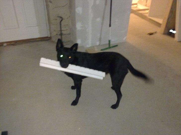 Australsk kelpie Milla - RIP maj 2011 - Hjælper lige med ombygningen billede 15