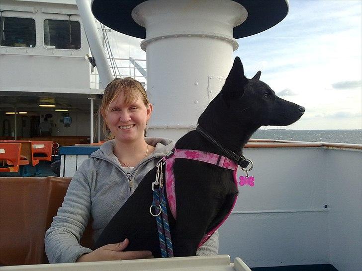 Australsk kelpie Milla - RIP maj 2011 - Det er spændende det her sejlen med færge!  billede 16