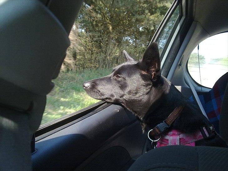Australsk kelpie Milla - RIP maj 2011 - Dejligt at være med ude og køre bil i forårsvejret billede 17