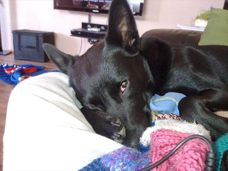 Australsk kelpie Milla - RIP maj 2011 - mor jeg sov lige, hvorfor tager du så billeder af mig!  billede 18