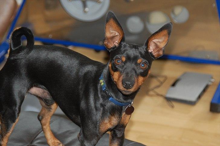 Dvaergpinscher Caras for ever Etoo - ok skal nok stå stille  billede 12