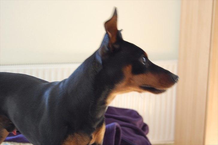 Dvaergpinscher Caras for ever Etoo - flotte fyr.  billede 13