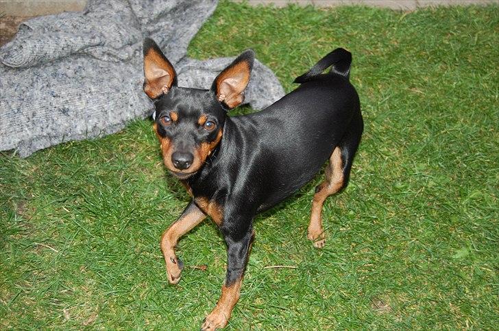 Dvaergpinscher Caras for ever Etoo - er igang med at hjælpe mor med at slå græs billede 6