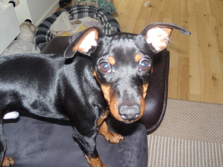 Dvaergpinscher Caras for ever Etoo - ja ja er lige stået op  billede 14