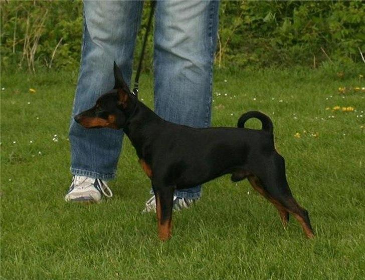 Dvaergpinscher Caras for ever Etoo - se jeg kan stå pænt, også til ringtræning.  billede 15