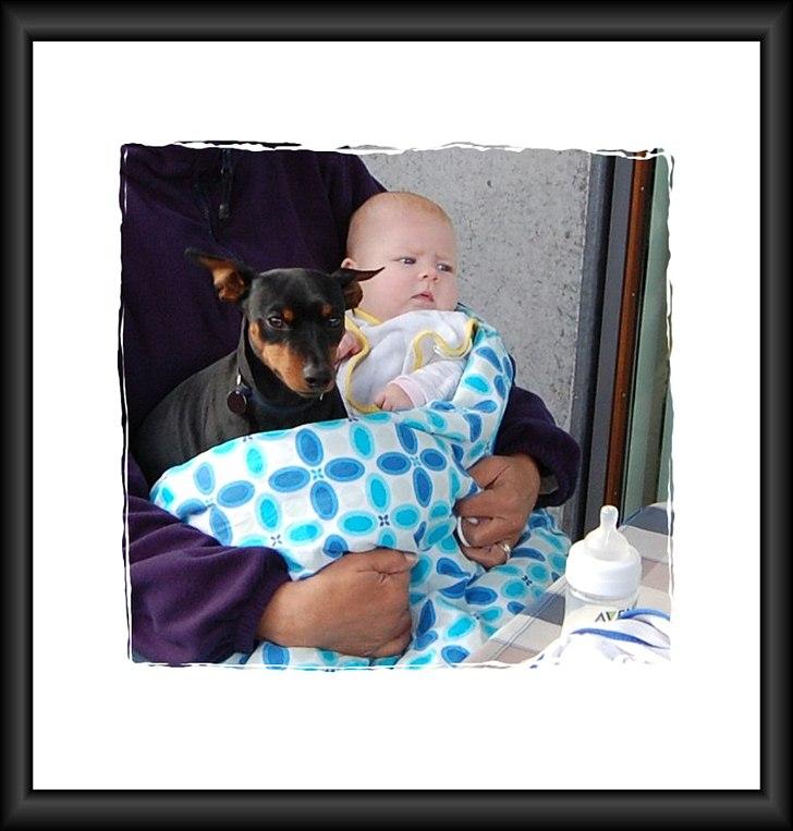 Dvaergpinscher Caras for ever Etoo - er der noget bedre end at hygge med Maiken i dynen. billede 19