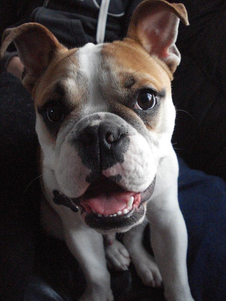 Blanding af racer William - William 8 måneder <3
 billede 2