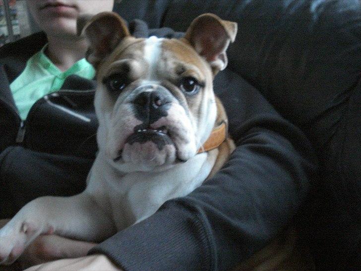 Blanding af racer William - William 8 måneder :) billede 5