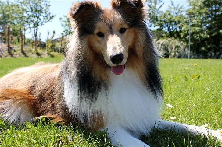 Shetland sheepdog Oscar aka. Vaps - Oscar sommer 2011 billede 6