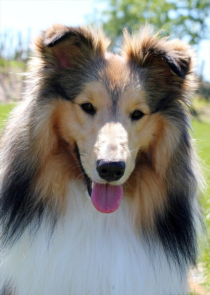 Shetland sheepdog Oscar aka. Vaps - Oscar sommer 2011 billede 2