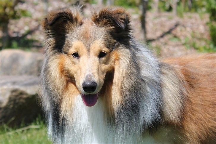 Shetland sheepdog Oscar aka. Vaps - sommer 2011 billede 11