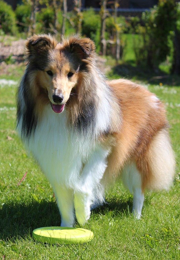 Shetland sheepdog Oscar aka. Vaps - sommer 2011 billede 12