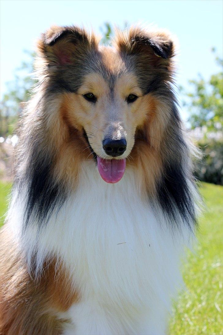 Shetland sheepdog Oscar aka. Vaps - søde <3 billede 13
