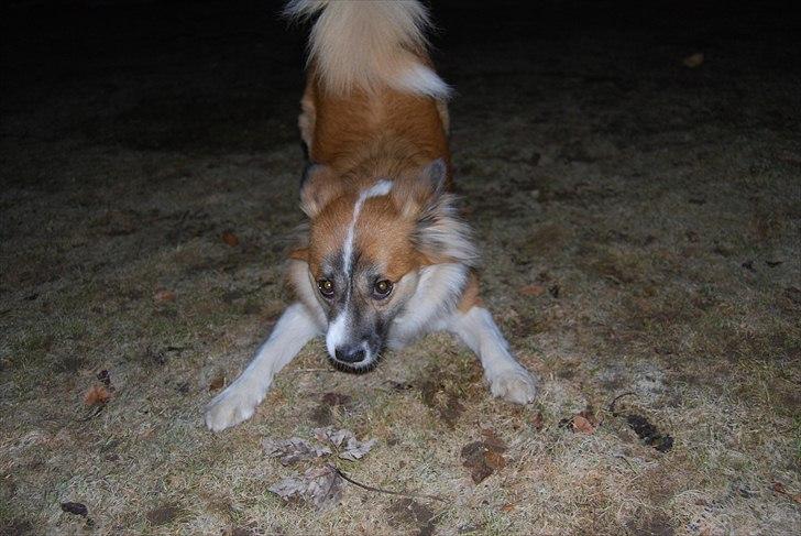 Islandsk fårehund Alma - skal vi lege <3 billede 5