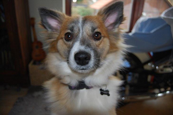 Islandsk fårehund Alma - hvad er det du laver :D<3 billede 6