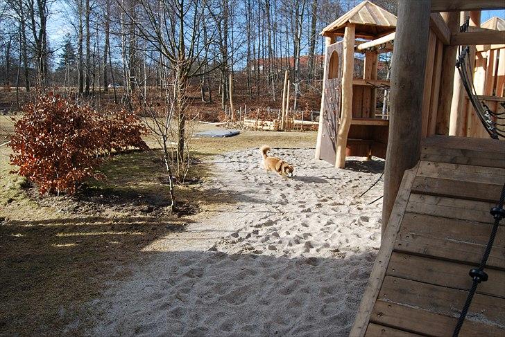 Islandsk fårehund Alma - jeg løber og løber og løber. jeg elske at løbe <3<3<3<3<3<3<3 billede 7