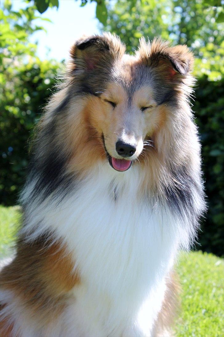 Shetland sheepdog Oscar aka. Vaps - SMIL! billede 14