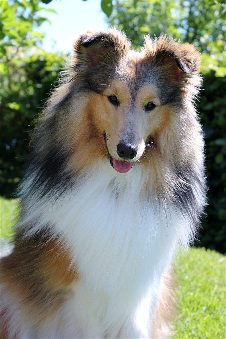 Shetland sheepdog Oscar aka. Vaps billede 7
