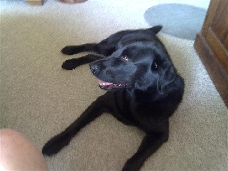 Labrador retriever Basse - Du er altid, flere takker bedere end de andre skat! ♥ billede 16