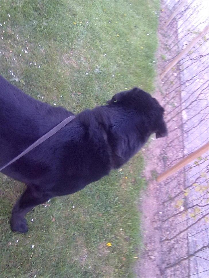 Labrador retriever Basse - MiiN'HUND!<3. billede 17